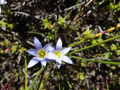 Romulea tabularis