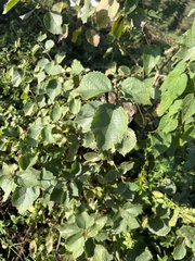 Cordia monoica
