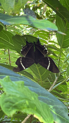 Lyssa curvata