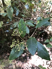Pomaderris elliptica