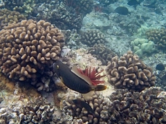 Cantherhines dumerilii