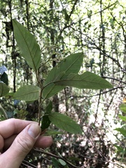 Pomaderris elliptica