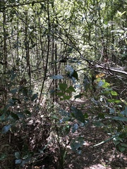 Pomaderris elliptica