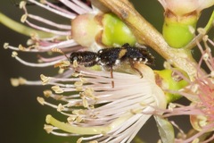 Eleale pulchra