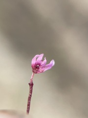 Utricularia tenella