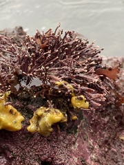 Halichondria panicea