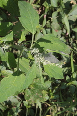 Chenopodium berlandieri