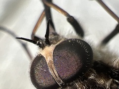 Scaptia adrel