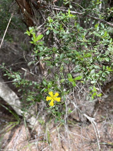 Image of Hibbertia hirticalyx by (c) Matt Berger, some rights reserved (CC BY)