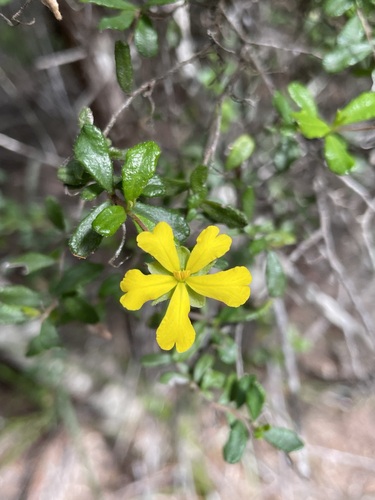 Image of Hibbertia hirticalyx by (c) Matt Berger, some rights reserved (CC BY)