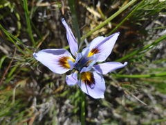 Moraea tricolor