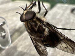 Scaptia adrel