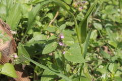 Stachys agraria