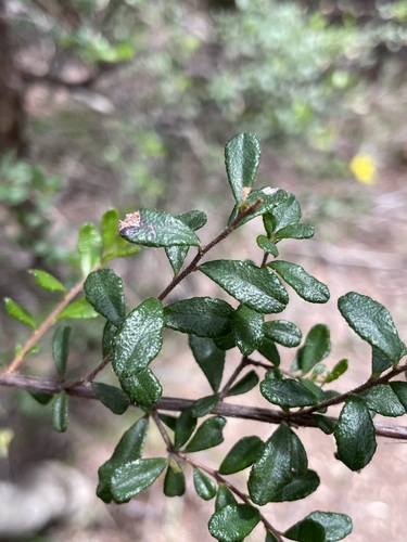 Image of Hibbertia hirticalyx by (c) Matt Berger, some rights reserved (CC BY)