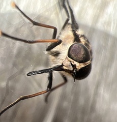 Scaptia adrel