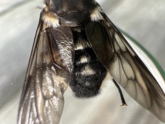 Scaptia adrel