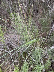 Lycopodium deuterodensum