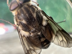 Scaptia adrel