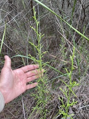 Lycopodium deuterodensum