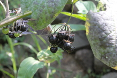 Jaltomata procumbens