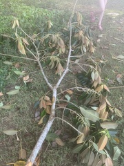 Ficus macrophylla