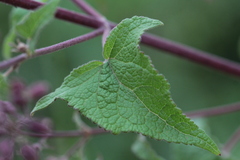 Ageratina deltoidea