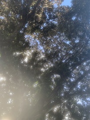 Ficus macrophylla