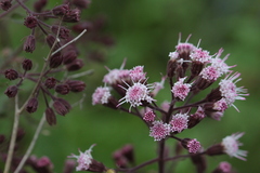 Ageratina deltoidea