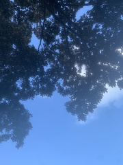 Ficus macrophylla