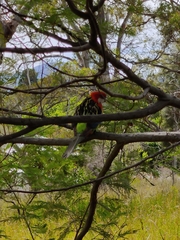 Platycercus eximius diemenensis