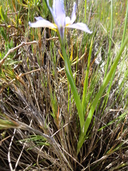 Moraea tricolor