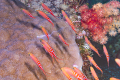 Pyronotanthias lori