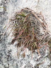 Dendrobium striolatum