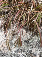 Dendrobium striolatum