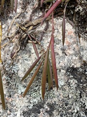 Dendrobium striolatum