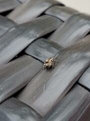 Metaphidippus