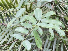 Millettia pachycarpa