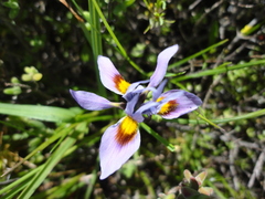 Moraea tricolor
