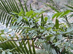 Millettia pachycarpa