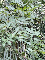 Millettia pachycarpa