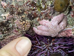 Leptasterias hexactis