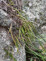 Dendrobium striolatum