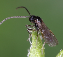 Aphidiinae
