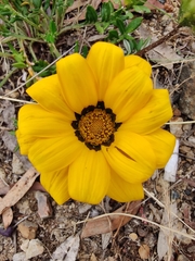 Gazania