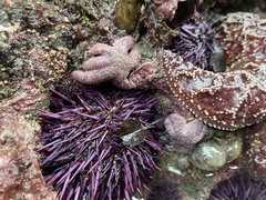 Leptasterias hexactis