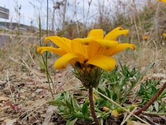 Gazania