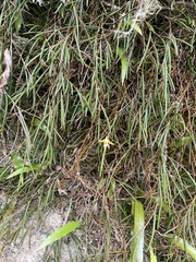 Dendrobium striolatum