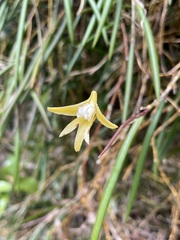 Dendrobium striolatum