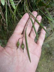 Dendrobium striolatum