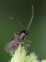 Aphidiinae